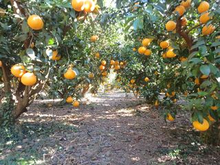 호호농장님의 귤 · 일상 작성글 사진
