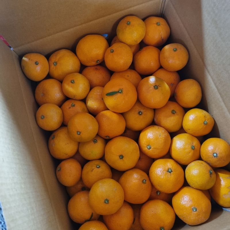 장터 상품 [서귀포 남원 노지 조생감귤 5kg / 10kg] 썸네일