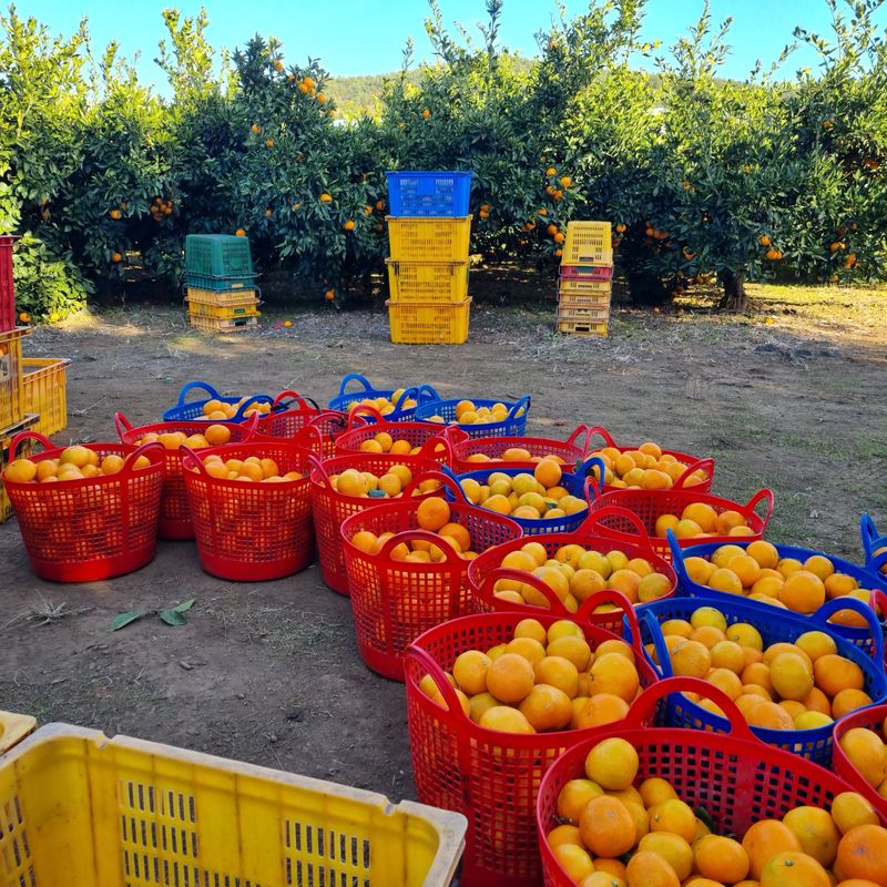 은동이님의 장터 판매 상품 [서귀포 남원 노지 조생감귤 5kg / 10kg] 첨부 사진