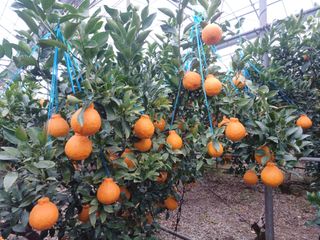 호호농장님의 귤 · 일상 작성글 사진