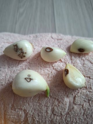 실버농부님의 마늘 · 일상 작성글 사진