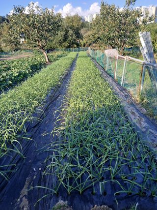 플러스텃밭주인님의 자유주제 · 자유게시판 작성글 사진