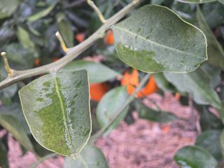 산방자연농원님의 자유주제 · 자유게시판 작성글 사진