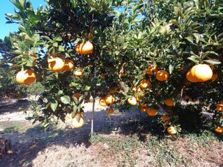 호호농장님의 귤 · 일상 작성글 사진