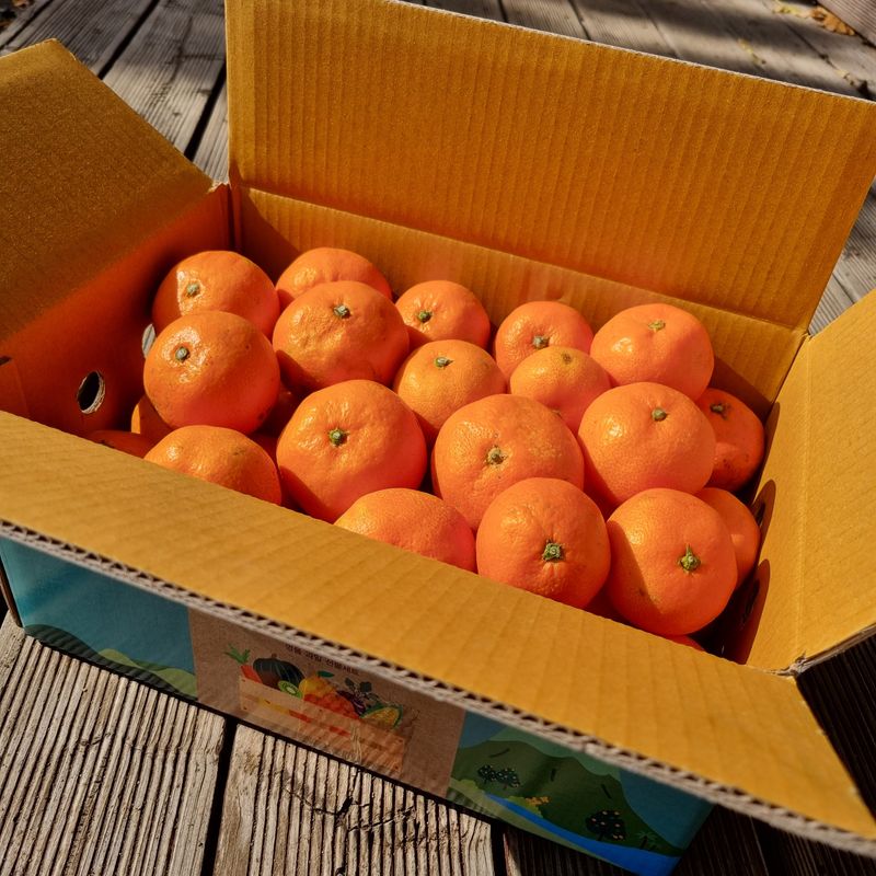 은동이님의 장터 판매 상품 [서귀포 남원 노지 조생감귤 5kg / 10kg] 첨부 사진