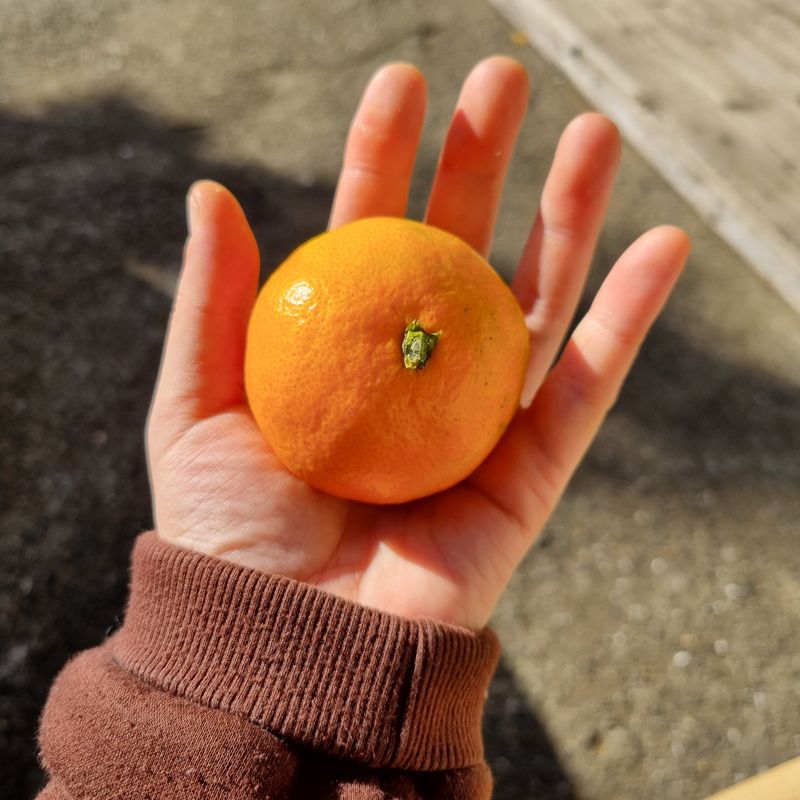 은동이님의 장터 판매 상품 [서귀포 남원 노지 조생감귤 5kg / 10kg] 첨부 사진