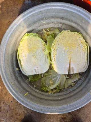 허굴산농장님의 자유주제 · 자유게시판 작성글 사진