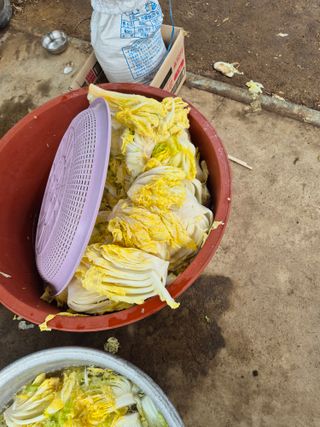 허굴산농장님의 자유주제 · 자유게시판 작성글 사진