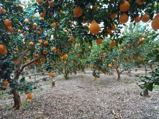 호호농장님의 귤·일상 작성글 사진