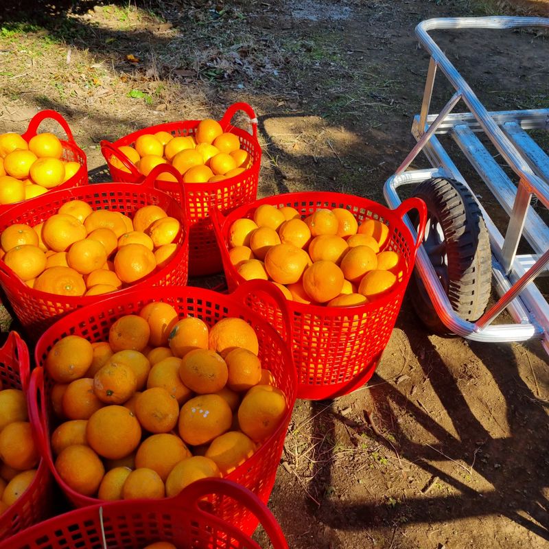 은동이님의 장터 판매 상품 [서귀포 남원 노지 조생감귤 5kg / 10kg] 첨부 사진
