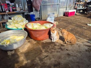 허굴산농장님의 자유주제 · 자유게시판 작성글 사진