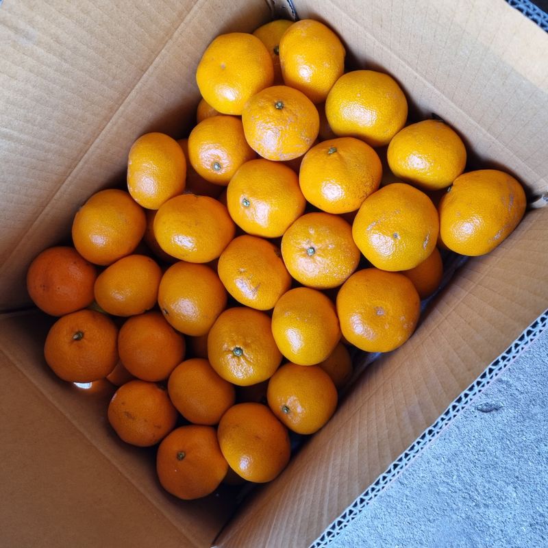 은동이님의 장터 판매 상품 [서귀포 남원 노지 조생감귤 5kg / 10kg] 첨부 사진