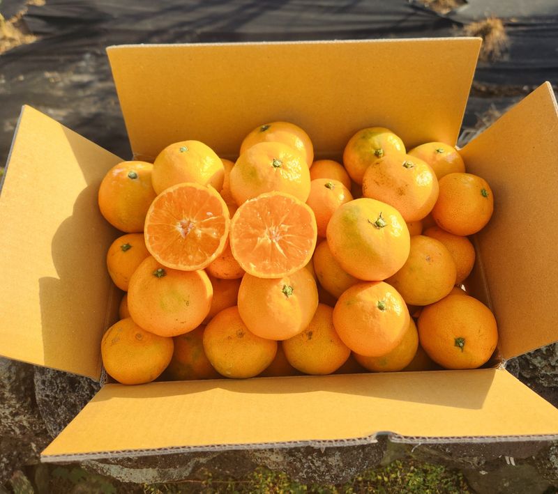 은동이님의 장터 판매 상품 [서귀포 남원 노지 조생감귤 5kg / 10kg] 첨부 사진