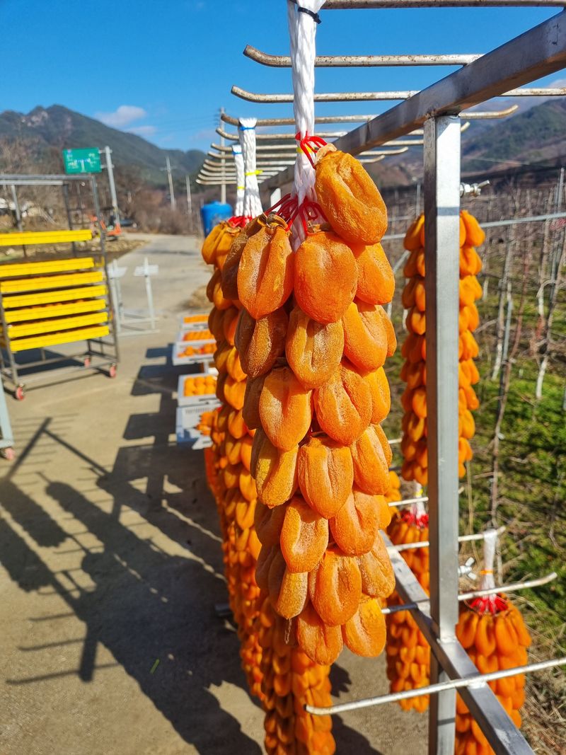 사과와곶감님의 장터 판매 상품 [함양고종시 50개] 첨부 사진