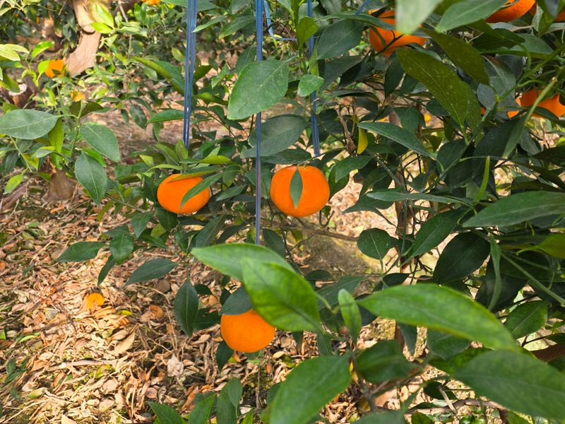 고권봉님의 장터 판매 상품 [레드향 5키로] 첨부 사진