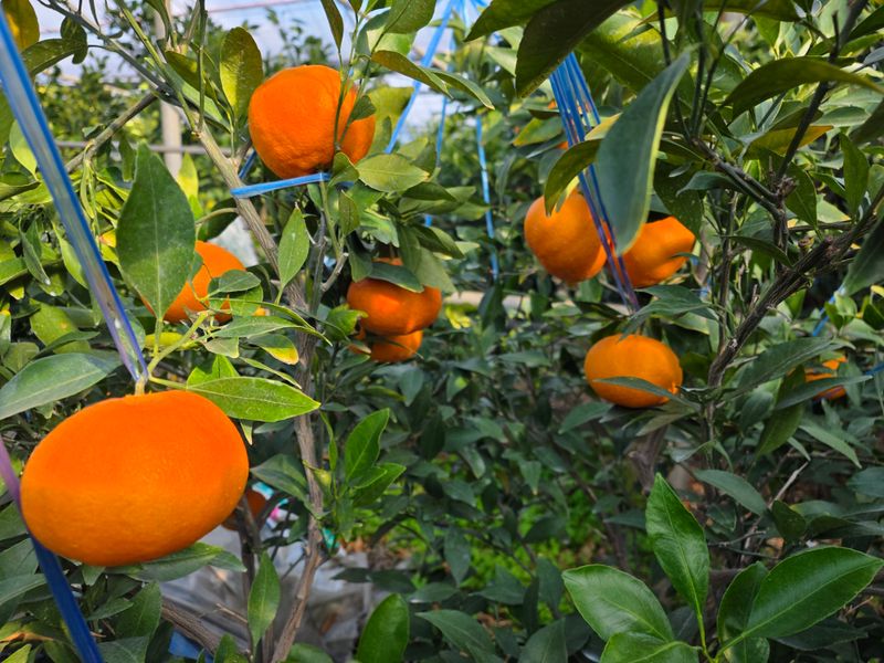 장터 상품 [레드향 5키로] 썸네일