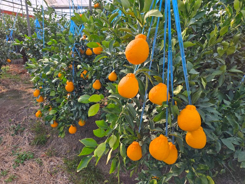 장터 상품 [한라봉 5키로] 썸네일