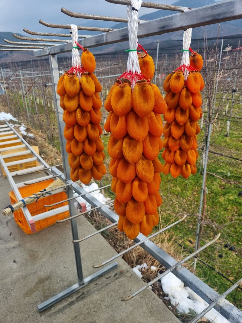 장터 상품 [함양고종시 50개] 썸네일