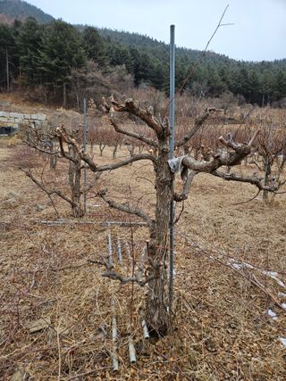 방동대추나무님의 자유주제 · 자유게시판 작성글 사진