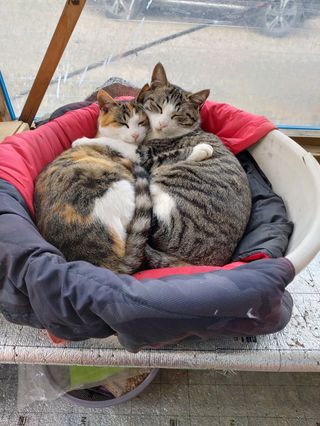 가로수님의 자유주제 · 자유게시판 작성글 사진