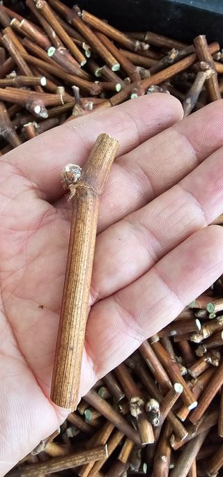 뿌리묘목농원님의 자유주제 · 자유게시판 작성글 사진