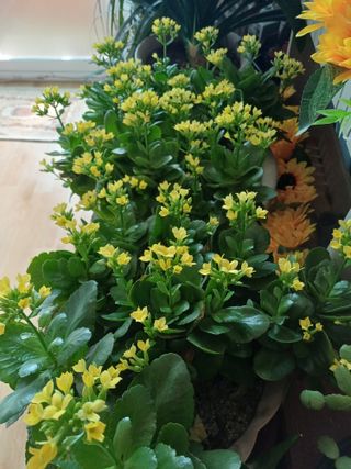 포천종삼농사꾼님의 자유주제 · 자유게시판 작성글 사진