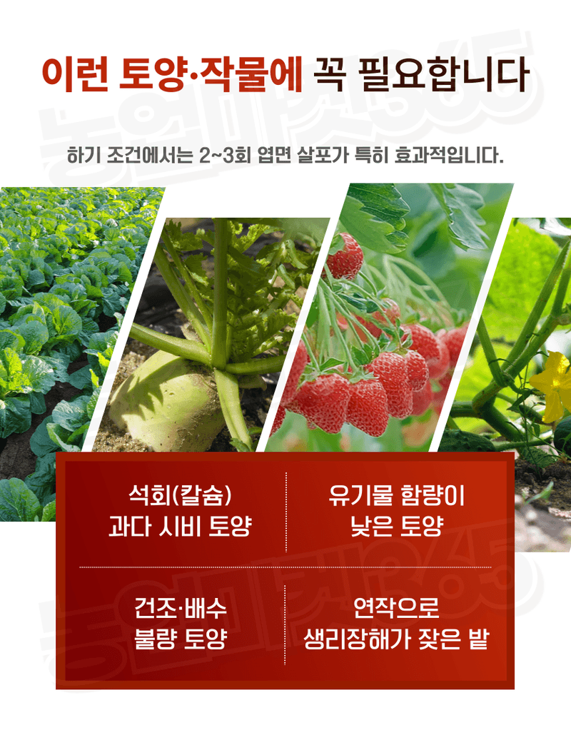 농업마켓365님의 장터 판매 상품 [농업마켓365 융전 붕산 수용제 500g 배추 무우 붕소 생리장해 갓 양배추 감자 고구마 마늘 바람들이 미량요소] 첨부 사진