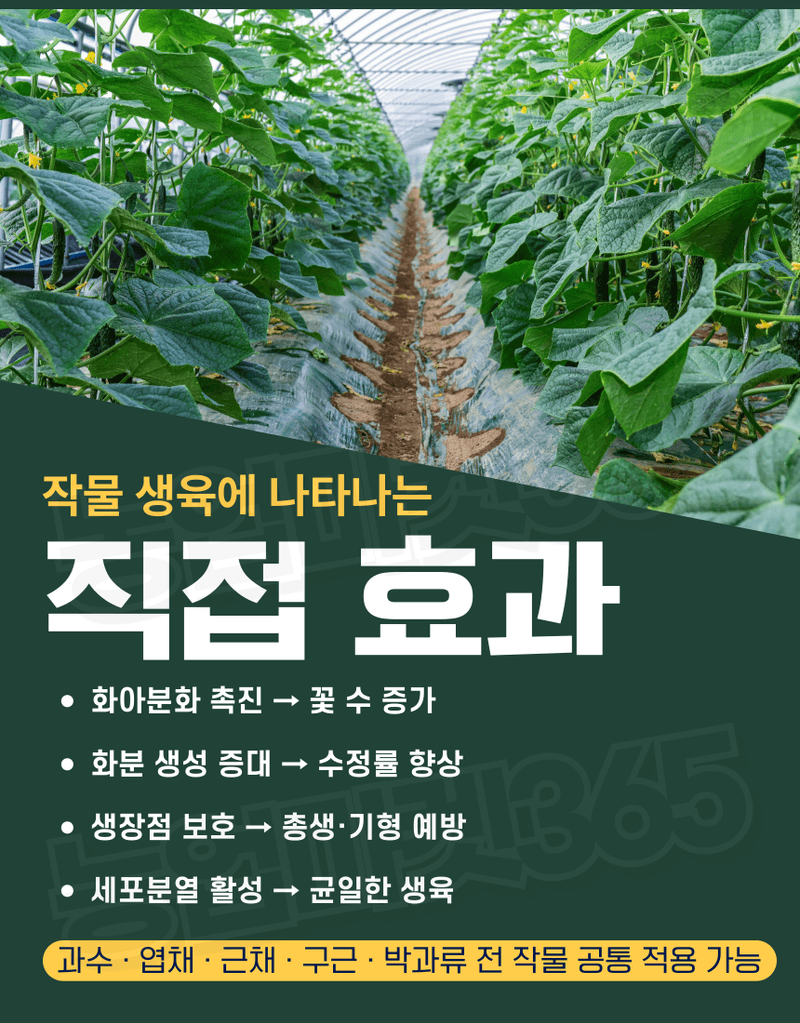 농업마켓365님의 장터 판매 상품 [농업마켓365 융전 붕산 수용제 500g 배추 무우 붕소 생리장해 갓 양배추 감자 고구마 마늘 바람들이 미량요소] 첨부 사진
