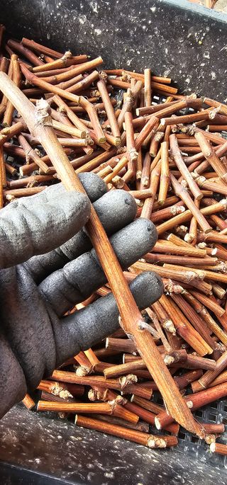 뿌리묘목농원님의 자유주제 · 자유게시판 작성글 사진