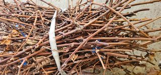 뿌리묘목농원님의 자유주제 · 자유게시판 작성글 사진