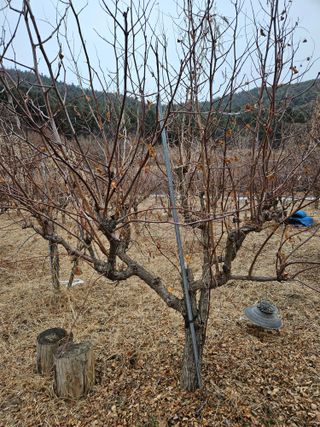 방동대추나무님의 자유주제 · 자유게시판 작성글 사진