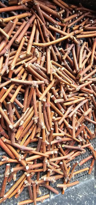 뿌리묘목농원님의 자유주제 · 자유게시판 작성글 사진