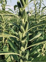 팜모닝 참깨·자유게시판 게시글 이미지