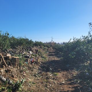 서귀포달코롬감귤농원님의 자유주제 · 사진전 작성글 사진