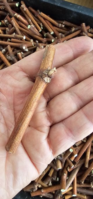 뿌리묘목농원님의 자유주제 · 자유게시판 작성글 사진