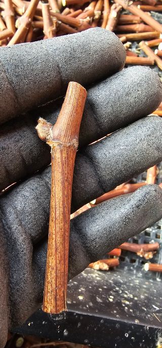 뿌리묘목농원님의 자유주제 · 자유게시판 작성글 사진