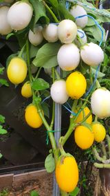 팜모닝 · 게시글 이미지