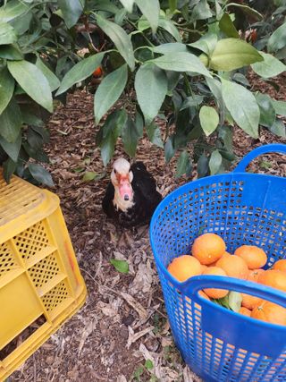 제주부자팜님의 자유주제 · 자유게시판 작성글 사진