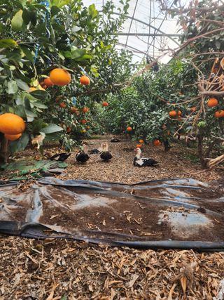 제주부자팜님의 자유주제 · 자유게시판 작성글 사진