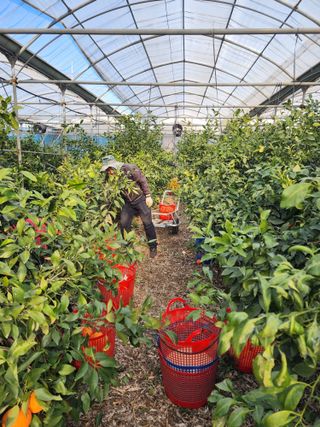 제주부자팜님의 자유주제 · 자유게시판 작성글 사진