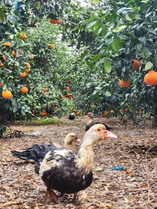 제주부자팜님의 자유주제 · 자유게시판 작성글 사진