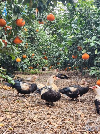 제주부자팜님의 자유주제 · 자유게시판 작성글 사진