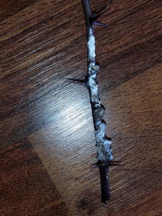 몽자아빠님의 자유주제 · 자유게시판 작성글 사진