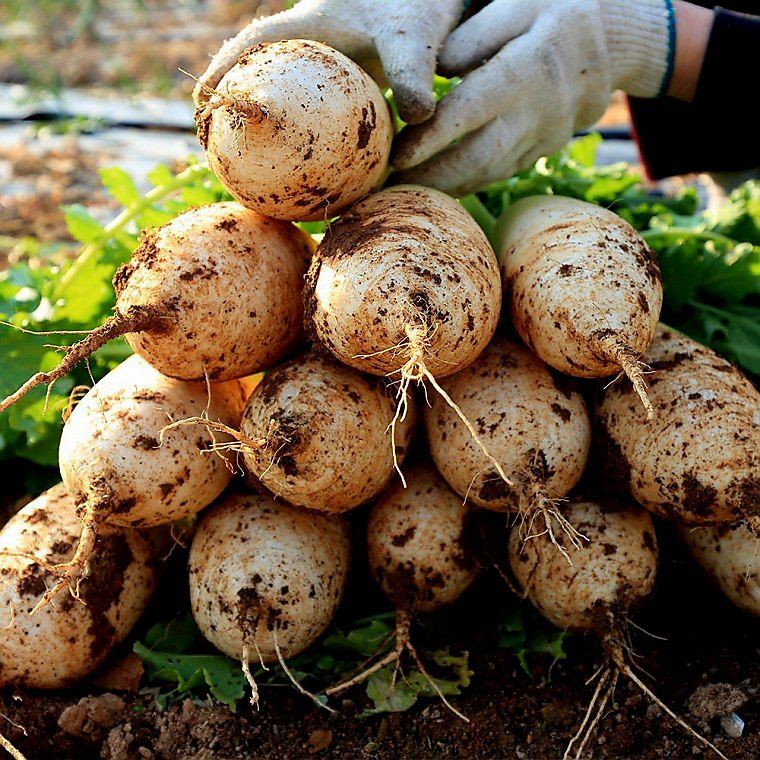 장터 상품 [국내산 무우 제주 월동무 10kg] 썸네일