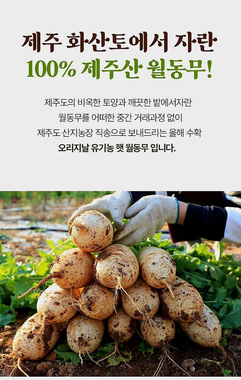 자두14488님의 장터 판매 상품 [국내산 무우 제주 월동무 10kg] 첨부 사진