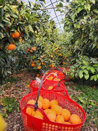 제주부자팜님의 자유주제 · 자유게시판 작성글 사진