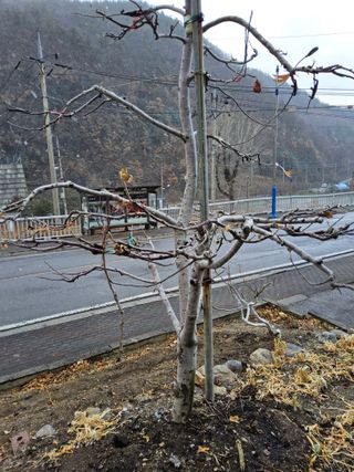 김용대님의 자유주제 · 자유게시판 작성글 사진