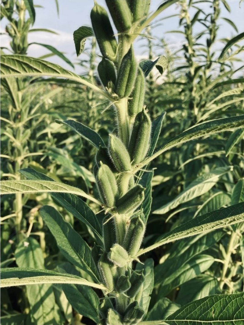 장터 상품 [영웅참깨3000립 코팅종자] 썸네일