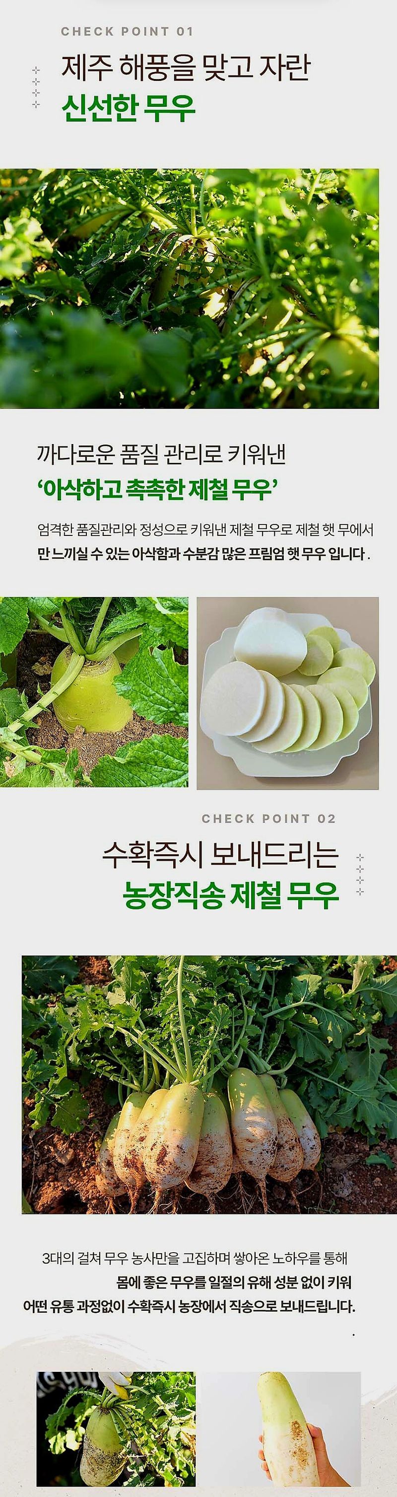 자두14488님의 장터 판매 상품 [국내산 무우 제주 월동무 10kg] 첨부 사진