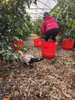제주부자팜님의 자유주제 · 자유게시판 작성글 사진